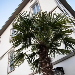 Le Palme , Parma Italy